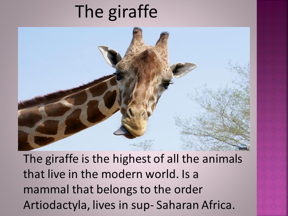 The giraffe The giraffe is the highest of all the animals that live in the modern world.