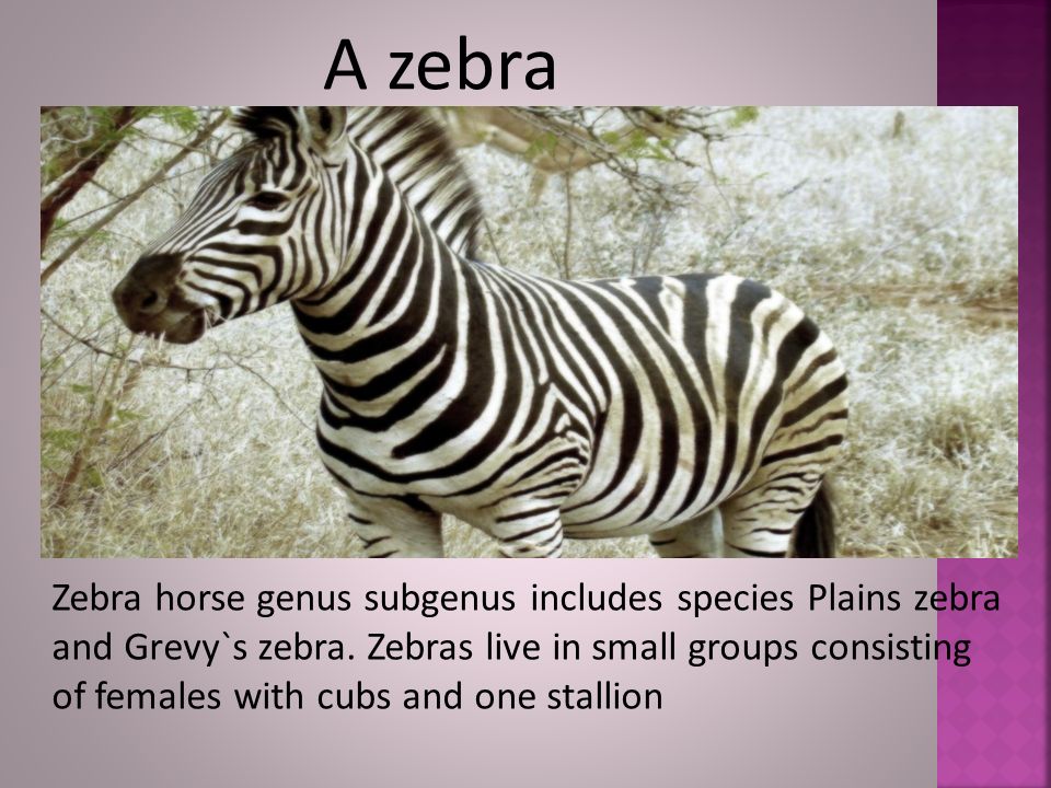 A zebra Zebra horse genus subgenus includes species Plains zebra and Grevy`s zebra.