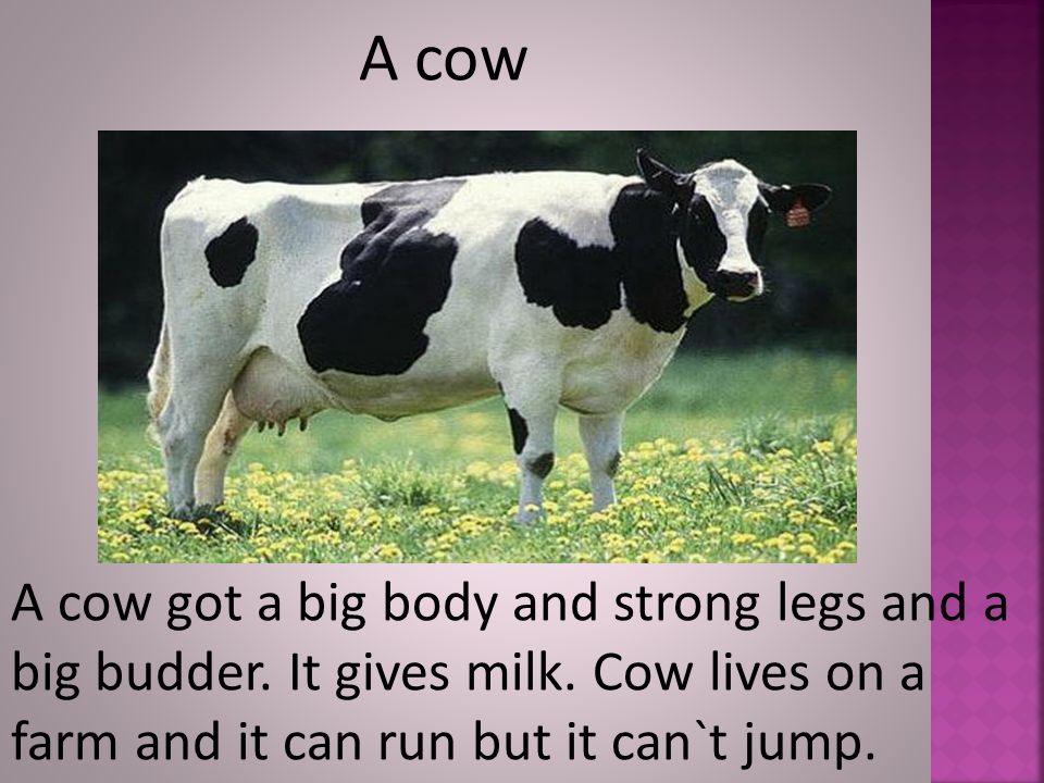 A cow A cow got a big body and strong legs and a big budder.