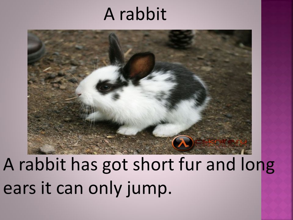 A rabbit A rabbit has got short fur and long ears it can only jump.