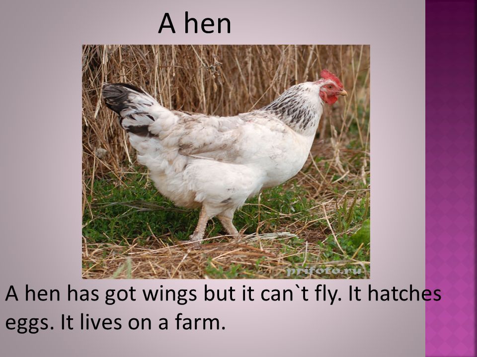 A hen A hen has got wings but it can`t fly. It hatches eggs. It lives on a farm.