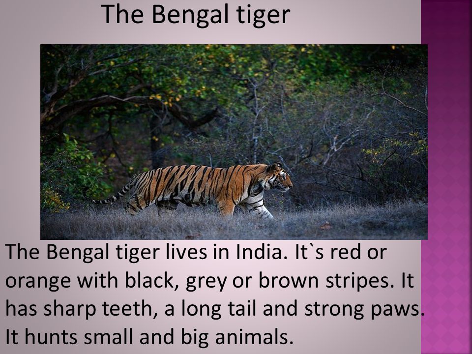 The Bengal tiger The Bengal tiger lives in India.
