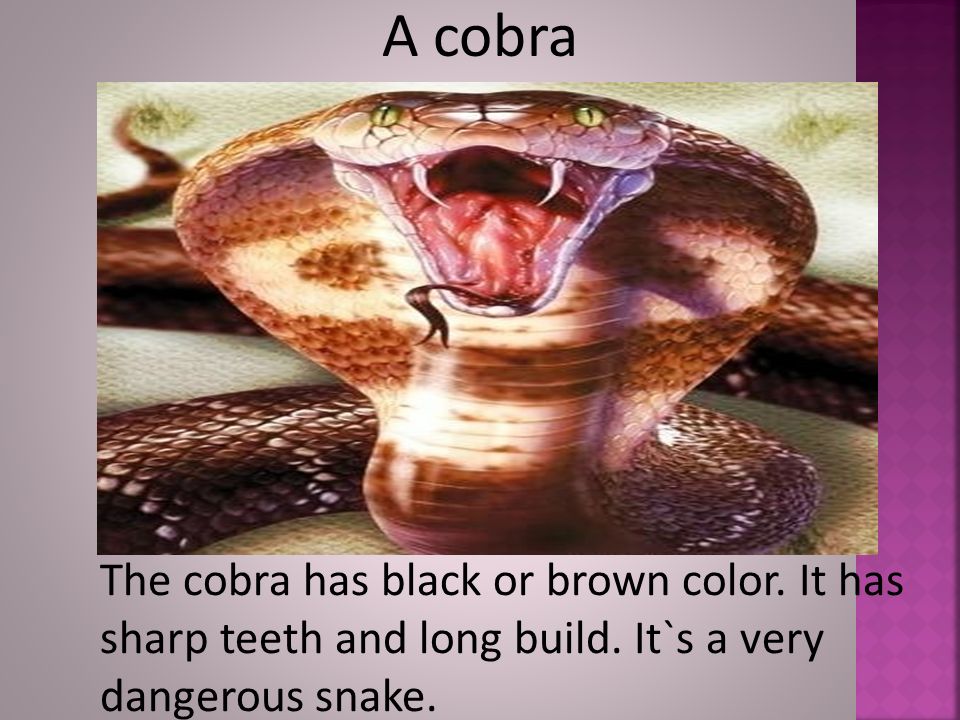 A cobra The cobra has black or brown color. It has sharp teeth and long build.
