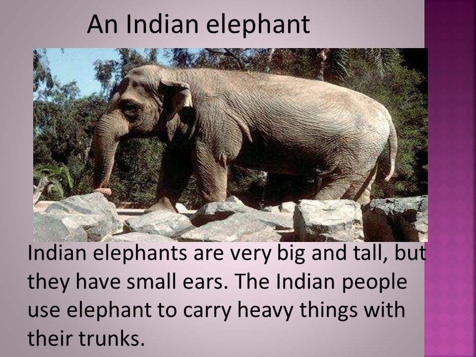 An Indian elephant Indian elephants are very big and tall, but they have small ears.