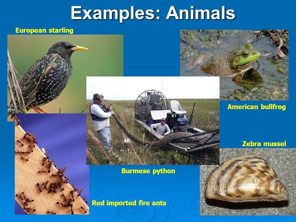 Invasive Species Chapter 4 Module 5 1. Invasive Species What are they? 1)  non-native (or alien) to the ecosystem under consideration and 2) whose  introduction. - ppt download