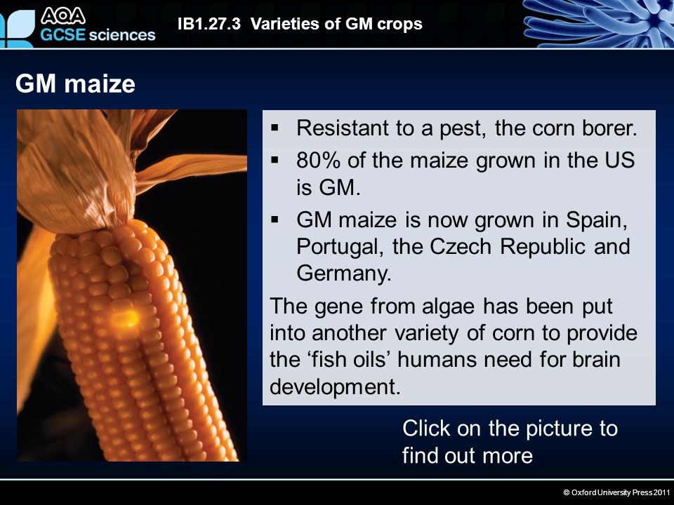 © Oxford University Press 2011 IB Varieties of GM crops GM maize  Resistant to a pest, the corn borer.
