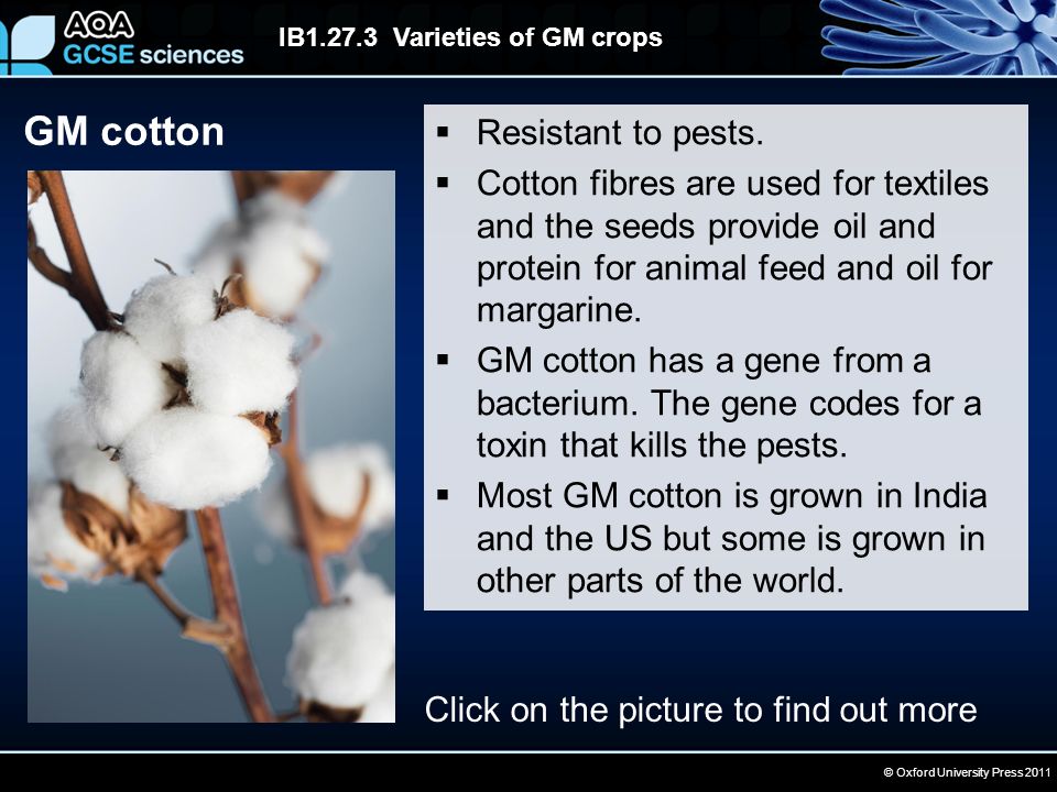© Oxford University Press 2011 IB Varieties of GM crops GM cotton  Resistant to pests.