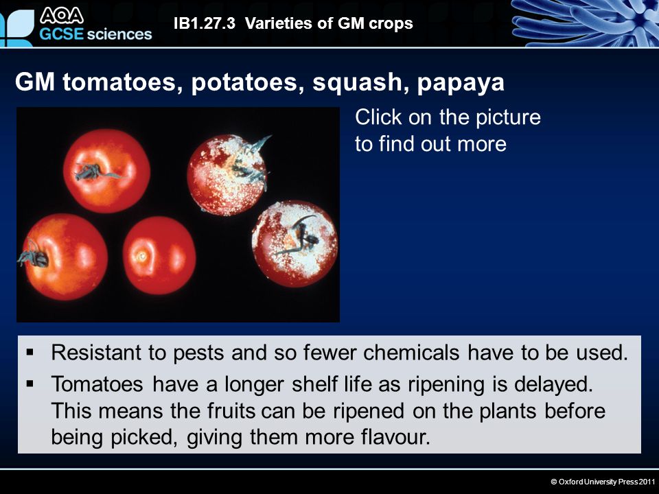 © Oxford University Press 2011 IB Varieties of GM crops GM tomatoes, potatoes, squash, papaya  Resistant to pests and so fewer chemicals have to be used.