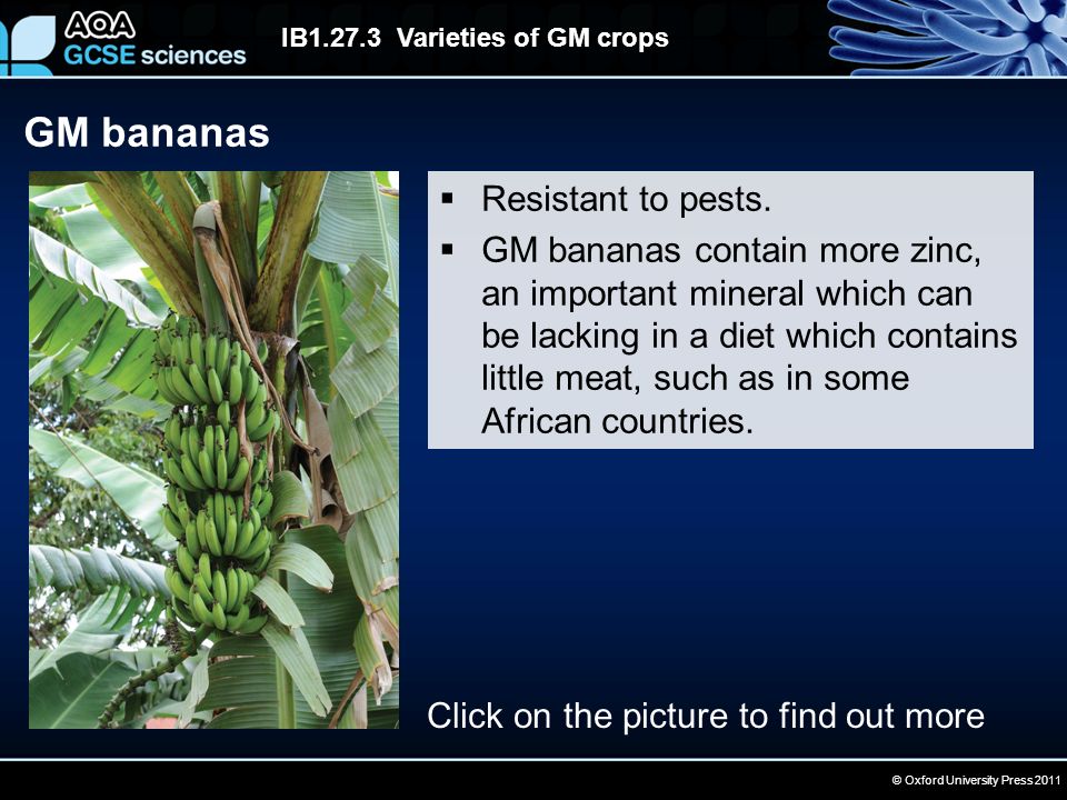 © Oxford University Press 2011 IB Varieties of GM crops GM bananas  Resistant to pests.