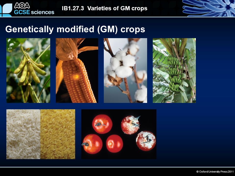 © Oxford University Press 2011 IB Varieties of GM crops Genetically modified (GM) crops