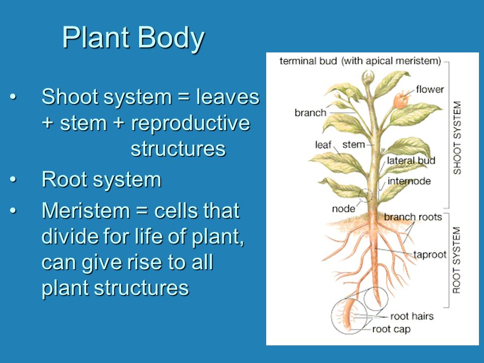 Plant body. Plan structure. Plant structure. Root Stem Noun рисунок.
