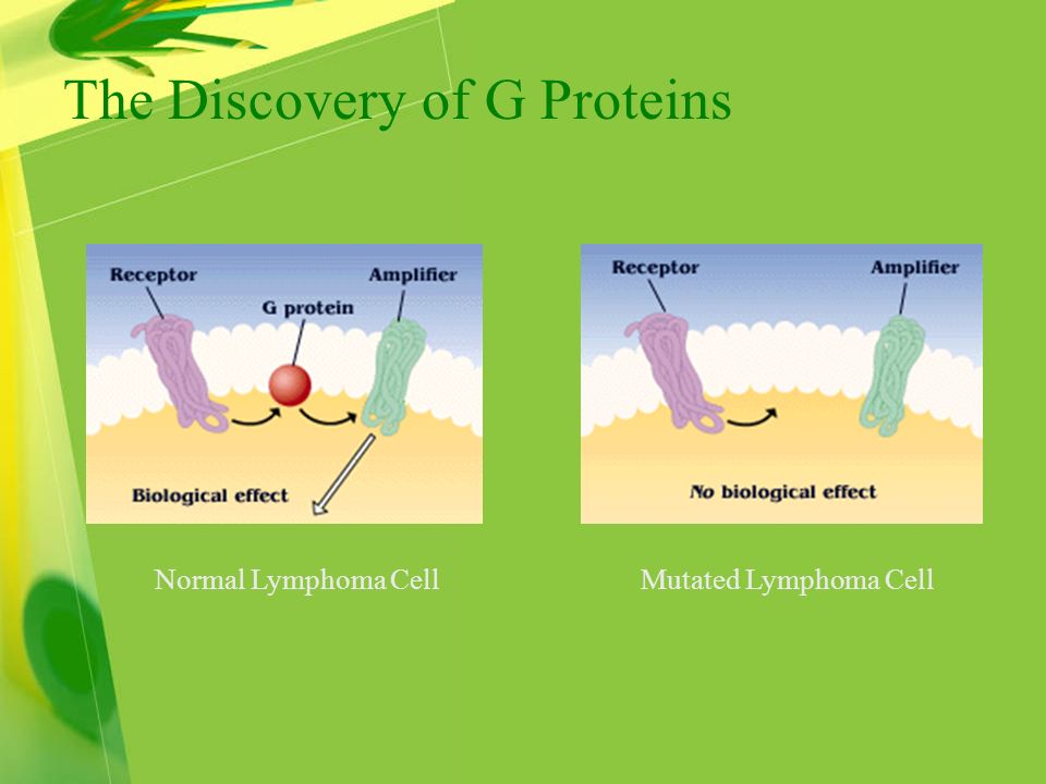 The Discovery of G Proteins Normal Lymphoma CellMutated Lymphoma Cell