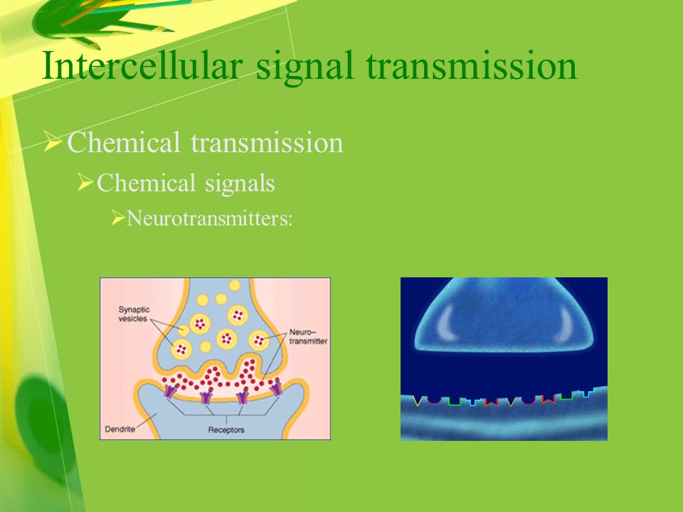 Intercellular signal transmission  Chemical transmission  Chemical signals  Neurotransmitters: