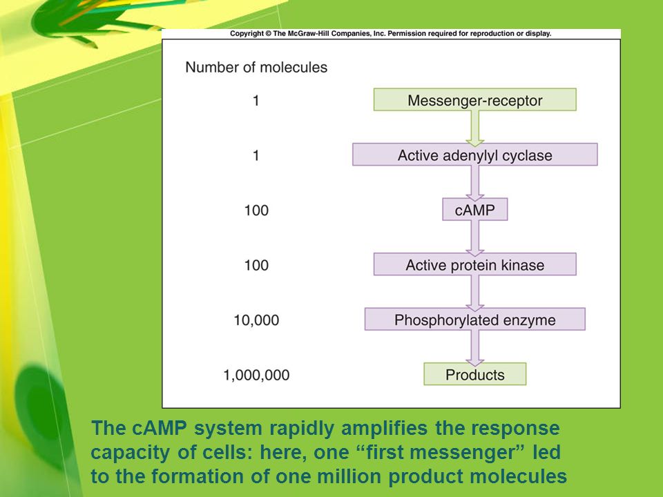 The cAMP system rapidly amplifies the response capacity of cells: here, one first messenger led to the formation of one million product molecules
