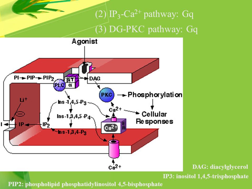 (2) IP 3 -Ca 2+ pathway: Gq (3) DG-PKC pathway: Gq PIP2: phospholipid phosphatidylinositol 4,5-bisphosphate DAG: diacylglycerol IP3: inositol 1,4,5-trisphosphate