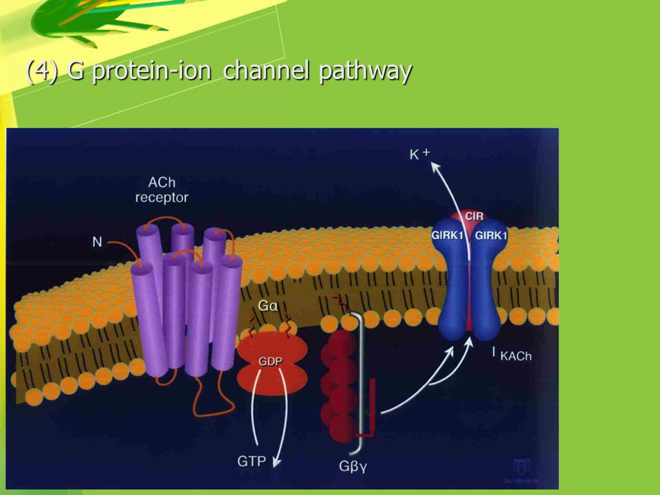 (4) G protein-ion channel pathway
