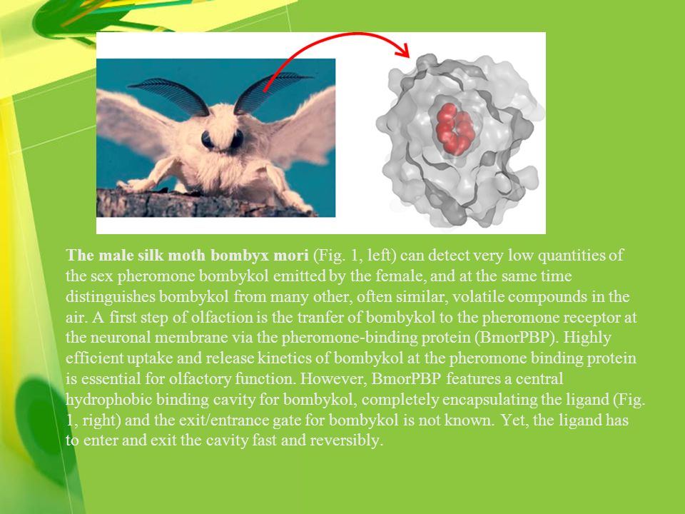 The male silk moth bombyx mori (Fig.