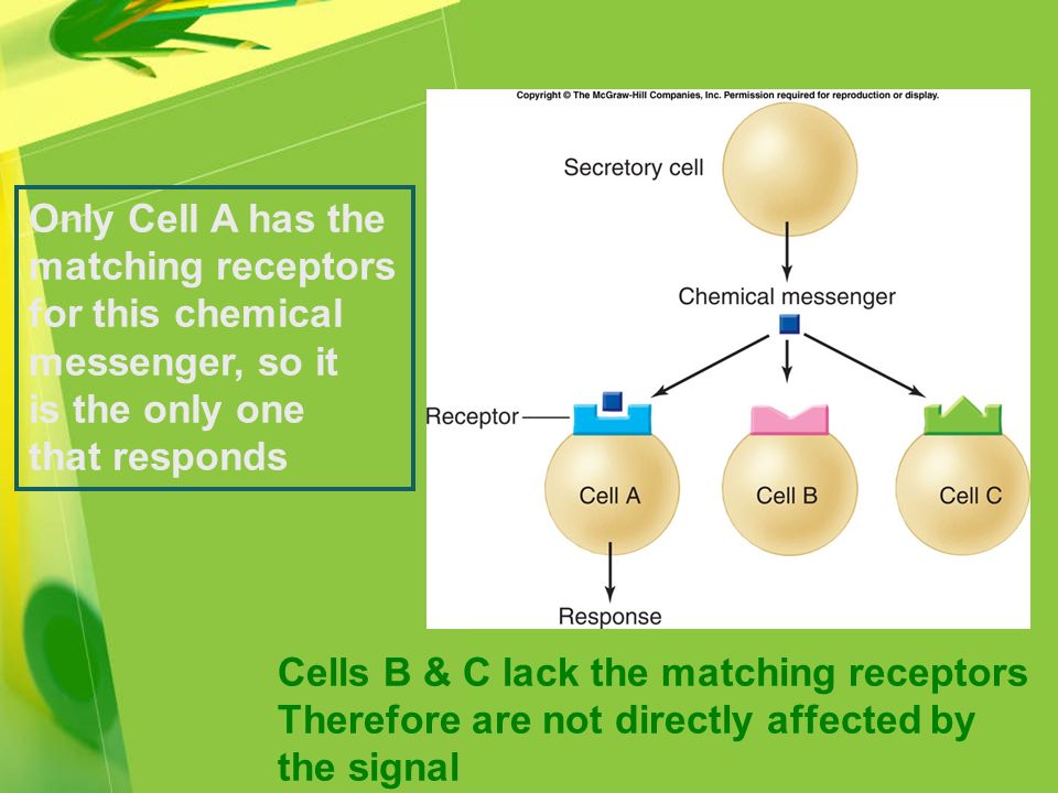 Cells B & C lack the matching receptors Therefore are not directly affected by the signal Only Cell A has the matching receptors for this chemical messenger, so it is the only one that responds