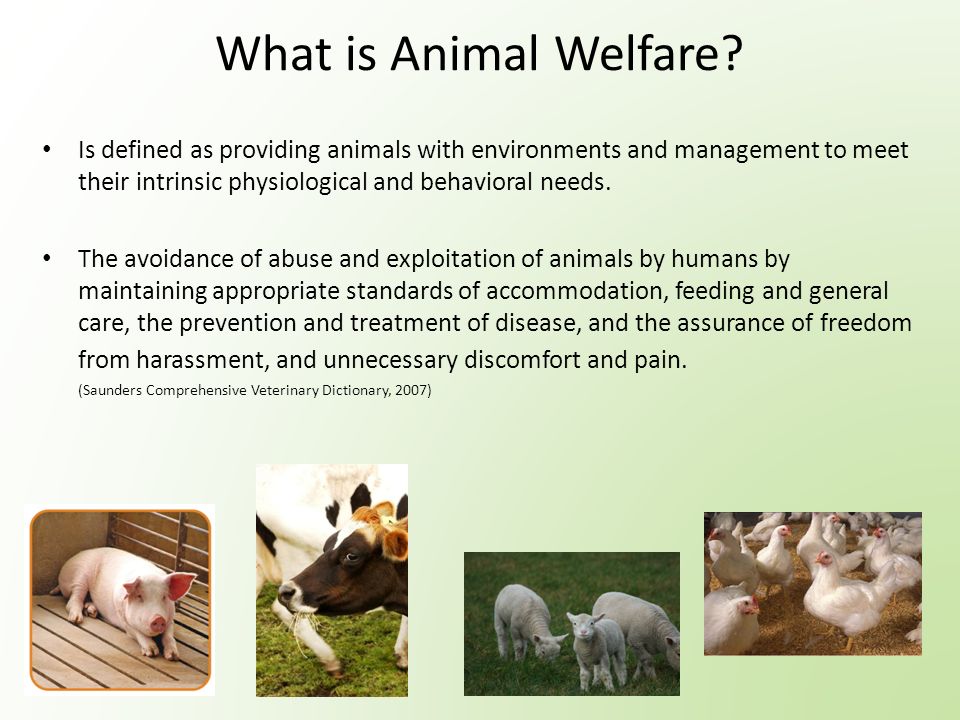 Poultry Health and Welfare. What is Animal Welfare? Is defined as providing  animals with environments and management to meet their intrinsic  physiological. - ppt download