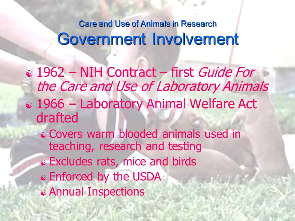 Care and Use of Animals in Research. Care and Use of Animals in Research  Public Involvement  1962 – Silent Spring, by Rachel Carson  1966 – LIFE  magazine. - ppt download