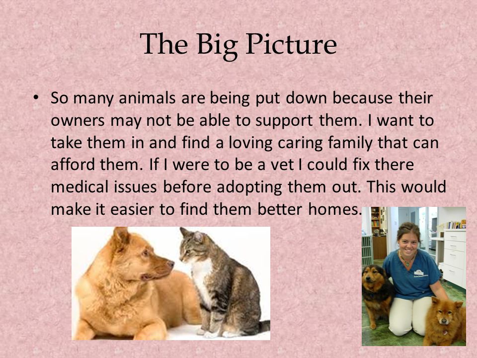 The Big Picture So many animals are being put down because their owners may not be able to support them.