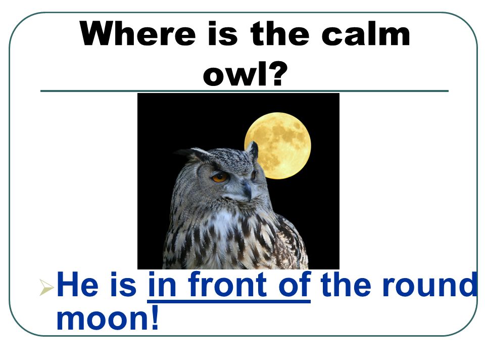 Where is the calm owl  He is in front of the round moon!