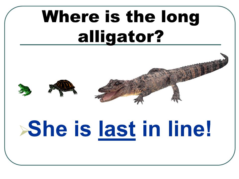 Where is the long alligator  She is last in line!