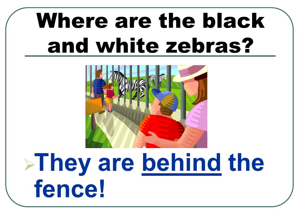 Where are the black and white zebras  They are behind the fence!