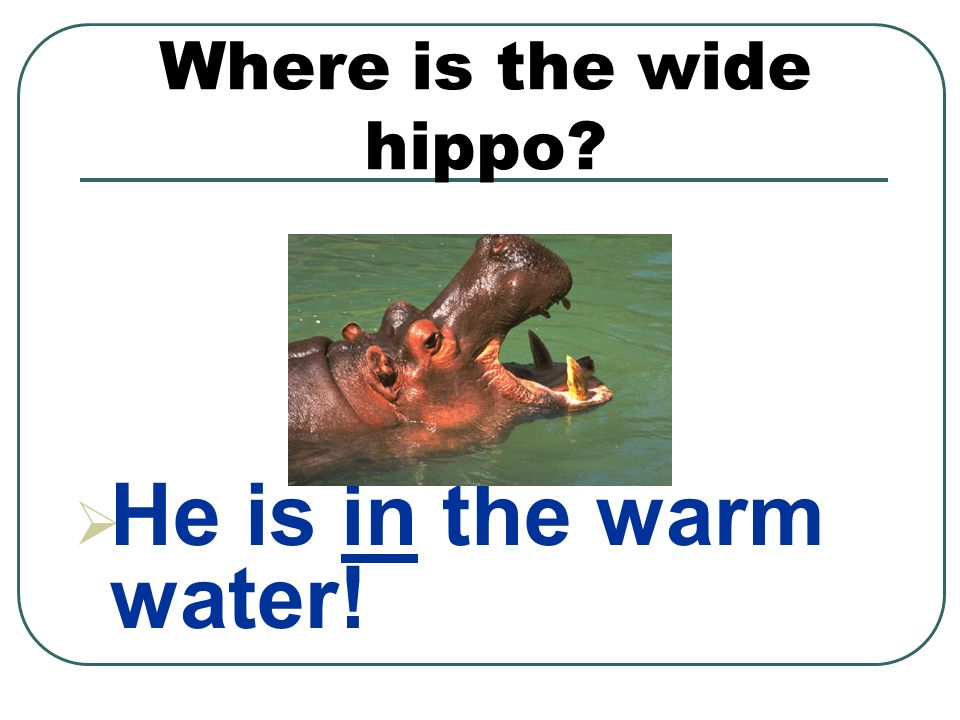 Where is the wide hippo  He is in the warm water!