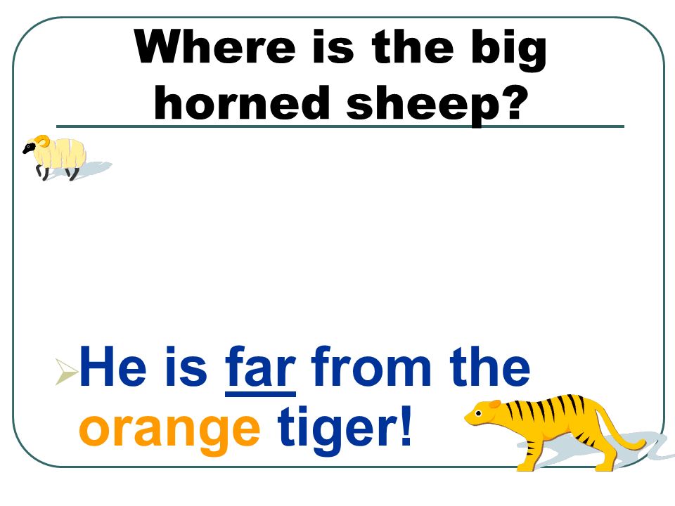 Where is the big horned sheep  He is far from the orange tiger!
