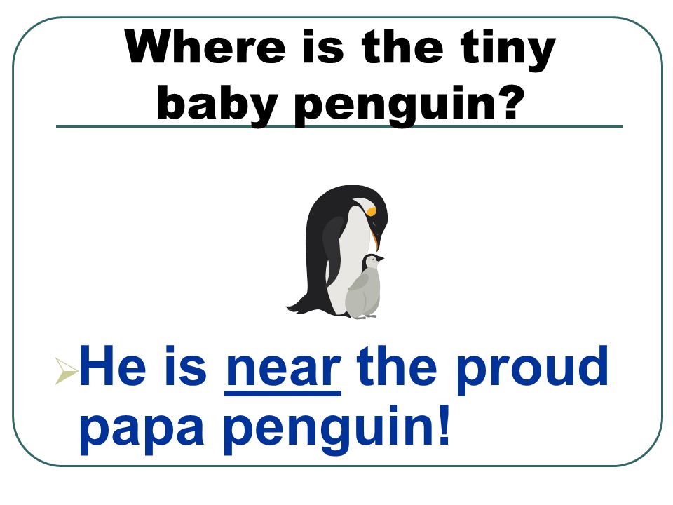 Where is the tiny baby penguin  He is near the proud papa penguin!