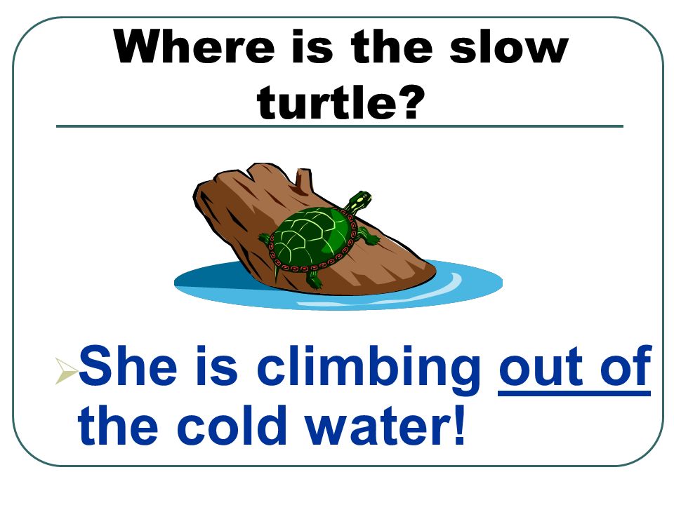 Where is the slow turtle  She is climbing out of the cold water!