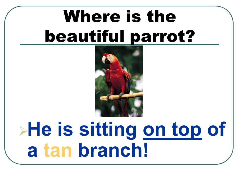 Where is the beautiful parrot  He is sitting on top of a tan branch!