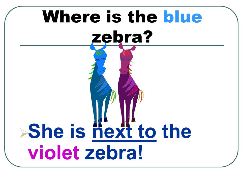 Where is the blue zebra  She is next to the violet zebra!