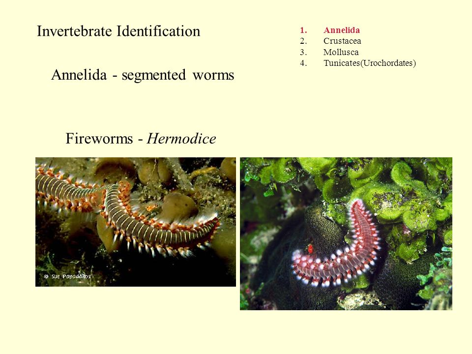 Invertebrate Identification 1.Annelida 2.Crustacea 3.Mollusca 4.Tunicates(Urochordates) Annelida - segmented worms Fireworms - Hermodice