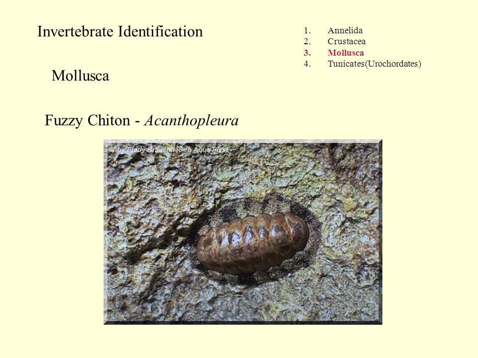 Invertebrate Identification 1.Annelida 2.Crustacea 3.Mollusca 4.Tunicates(Urochordates) Mollusca Fuzzy Chiton - Acanthopleura