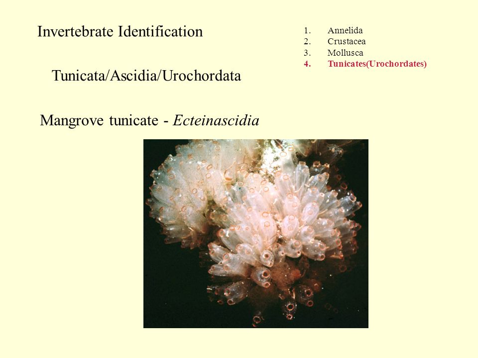 Invertebrate Identification 1.Annelida 2.Crustacea 3.Mollusca 4.Tunicates(Urochordates) Tunicata/Ascidia/Urochordata Mangrove tunicate - Ecteinascidia