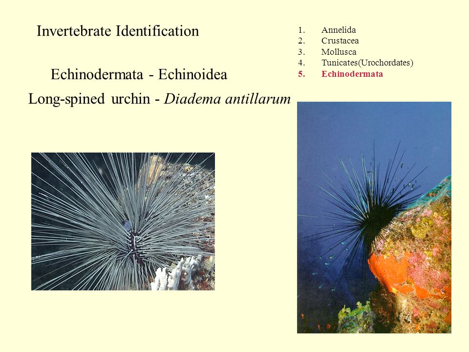 Invertebrate Identification 1.Annelida 2.Crustacea 3.Mollusca 4.Tunicates(Urochordates) 5.Echinodermata Echinodermata - Echinoidea Long-spined urchin - Diadema antillarum
