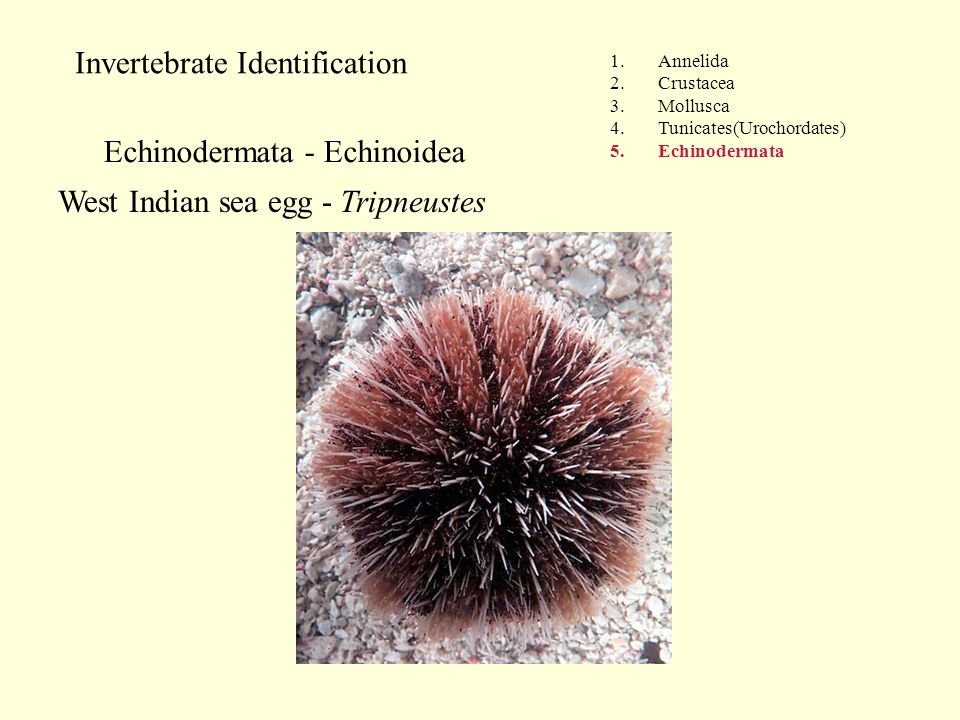 Invertebrate Identification 1.Annelida 2.Crustacea 3.Mollusca 4.Tunicates(Urochordates) 5.Echinodermata Echinodermata - Echinoidea West Indian sea egg - Tripneustes