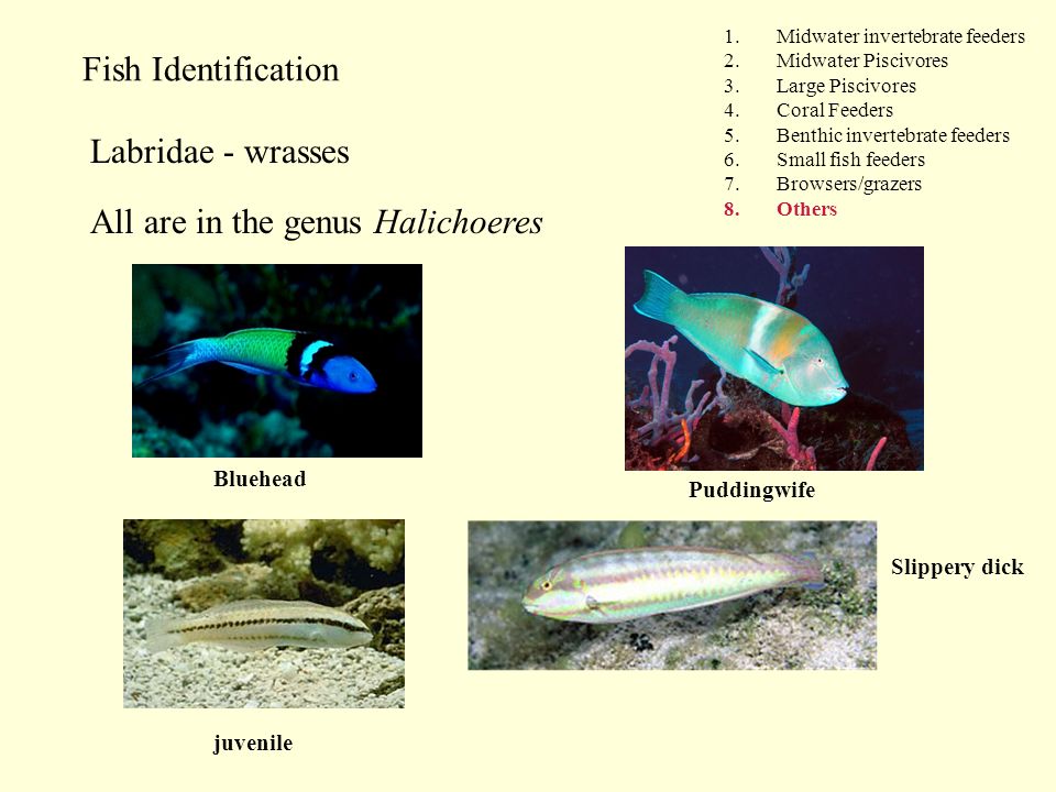 Fish Identification 1.Midwater invertebrate feeders 2.Midwater Piscivores 3.Large Piscivores 4.Coral Feeders 5.Benthic invertebrate feeders 6.Small fish feeders 7.Browsers/grazers 8.Others Labridae - wrasses All are in the genus Halichoeres Bluehead Puddingwife Slippery dick juvenile