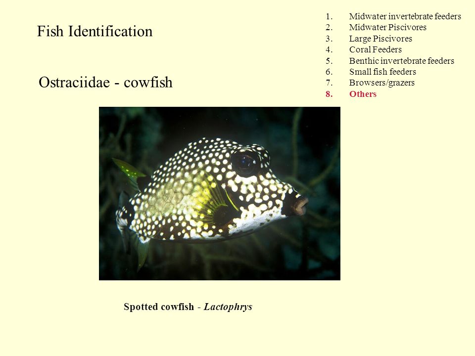 Fish Identification 1.Midwater invertebrate feeders 2.Midwater Piscivores 3.Large Piscivores 4.Coral Feeders 5.Benthic invertebrate feeders 6.Small fish feeders 7.Browsers/grazers 8.Others Ostraciidae - cowfish Spotted cowfish - Lactophrys