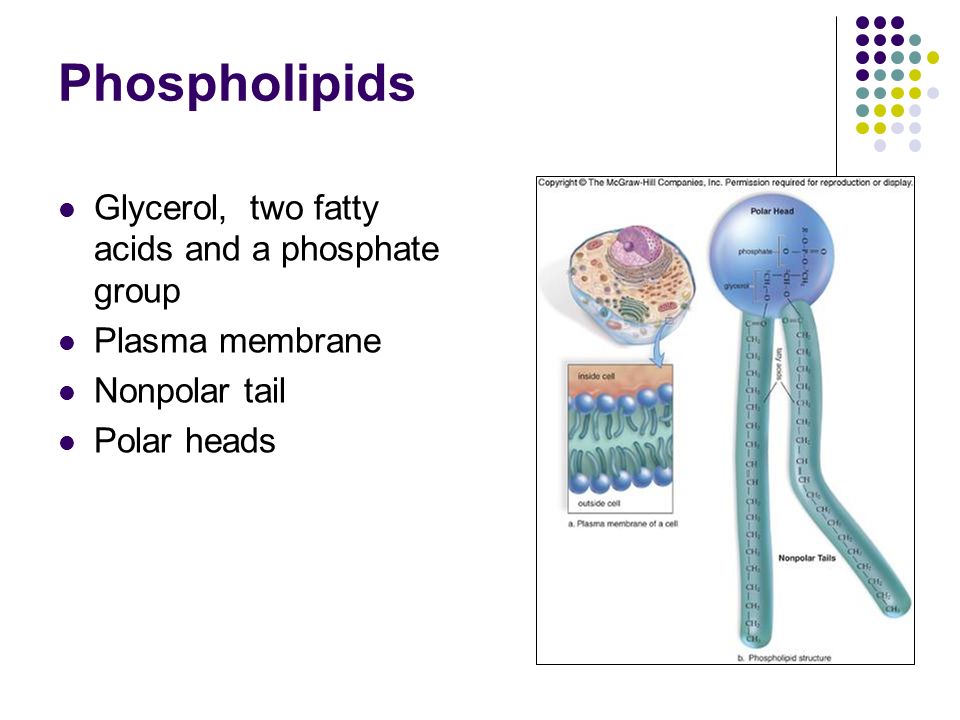 Phospholipids Glycerol, two fatty acids and a phosphate group Plasma membrane Nonpolar tail Polar heads