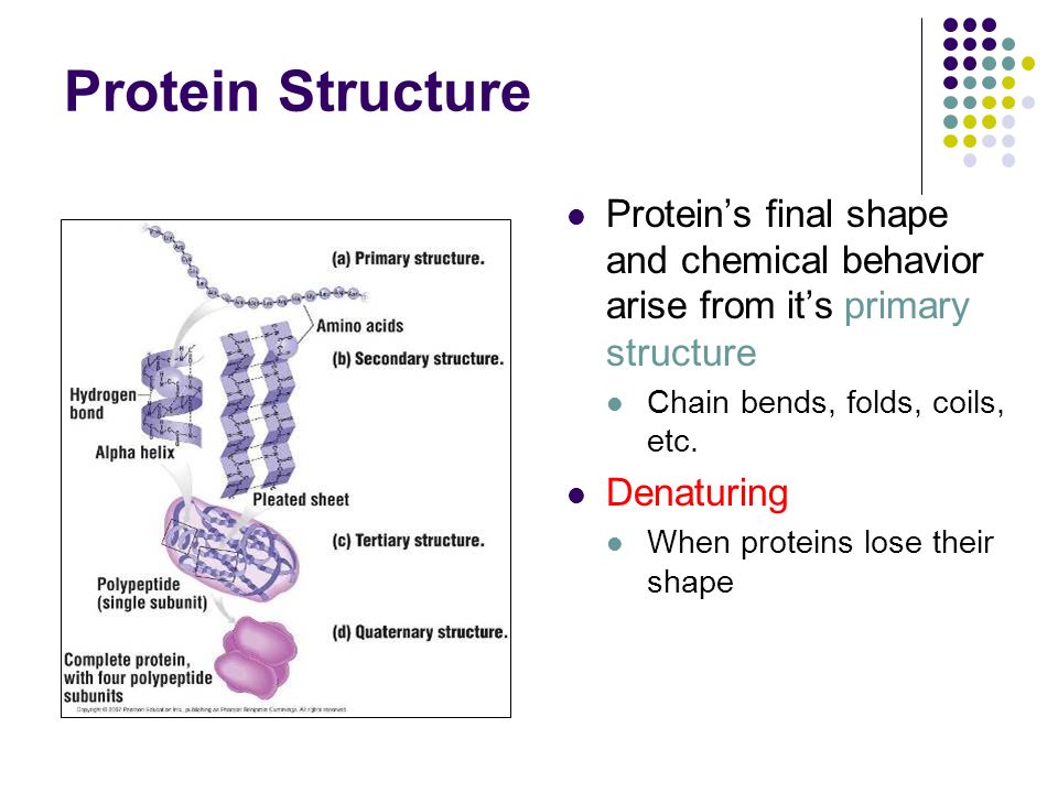 Protein Structure Protein’s final shape and chemical behavior arise from it’s primary structure Chain bends, folds, coils, etc.