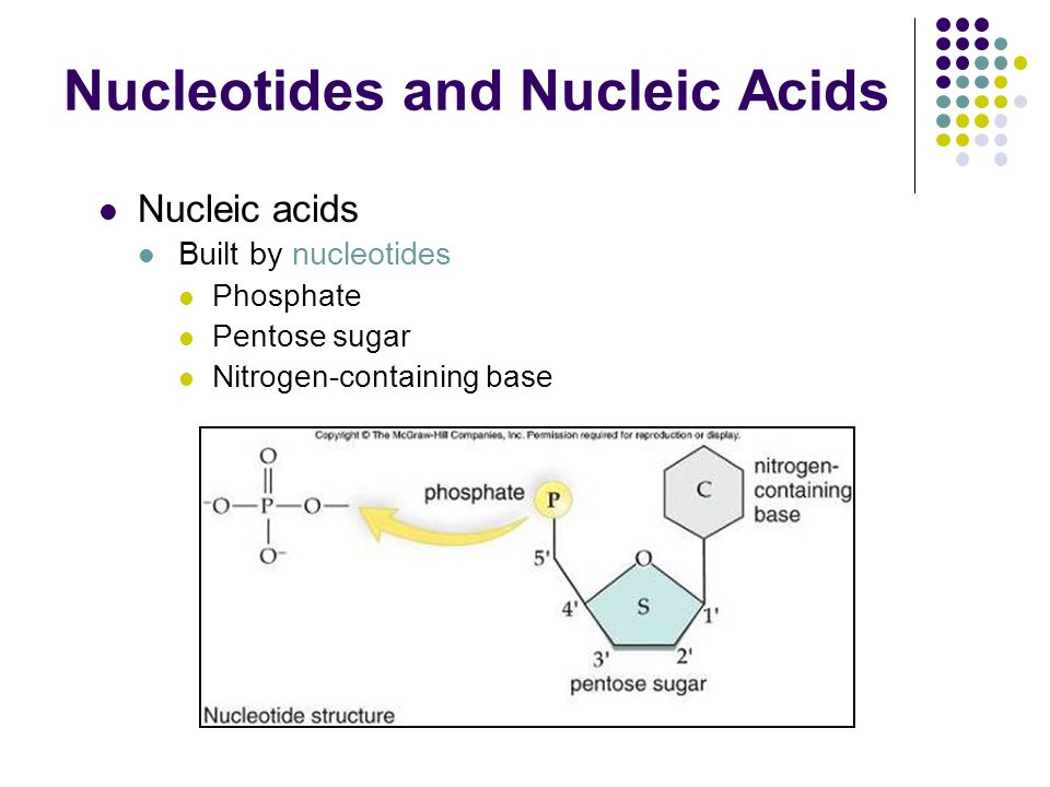 Nucleotides and Nucleic Acids Nucleic acids Built by nucleotides Phosphate Pentose sugar Nitrogen-containing base