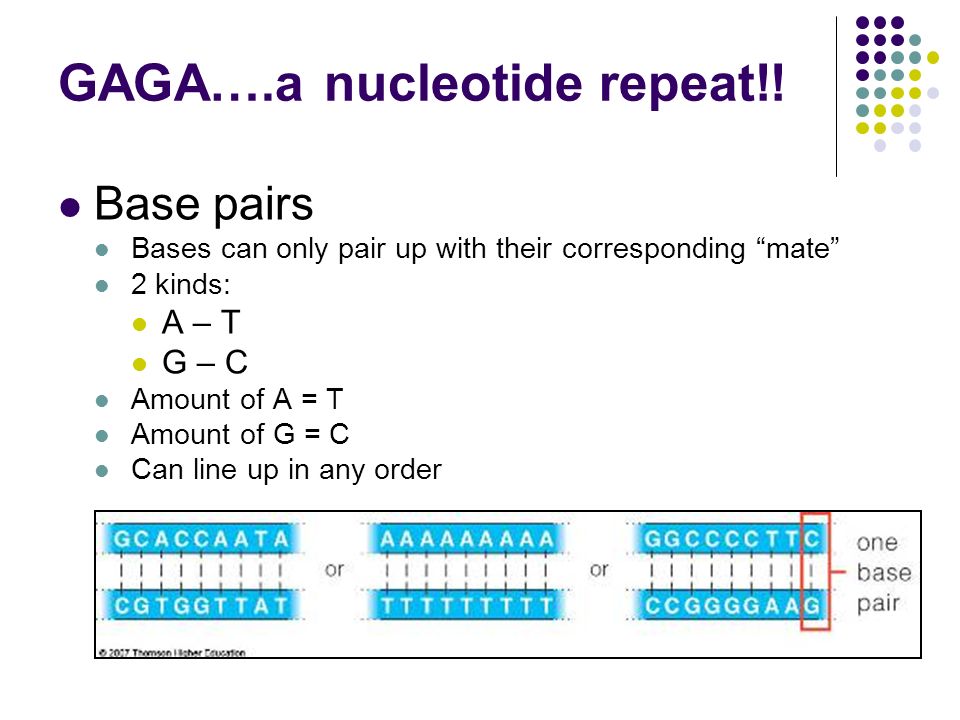 GAGA….a nucleotide repeat!.