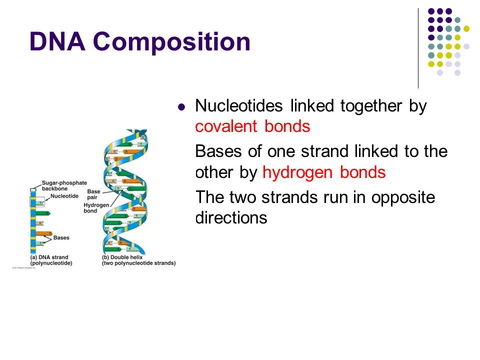 DNA Composition Nucleotides linked together by covalent bonds Bases of one strand linked to the other by hydrogen bonds The two strands run in opposite directions