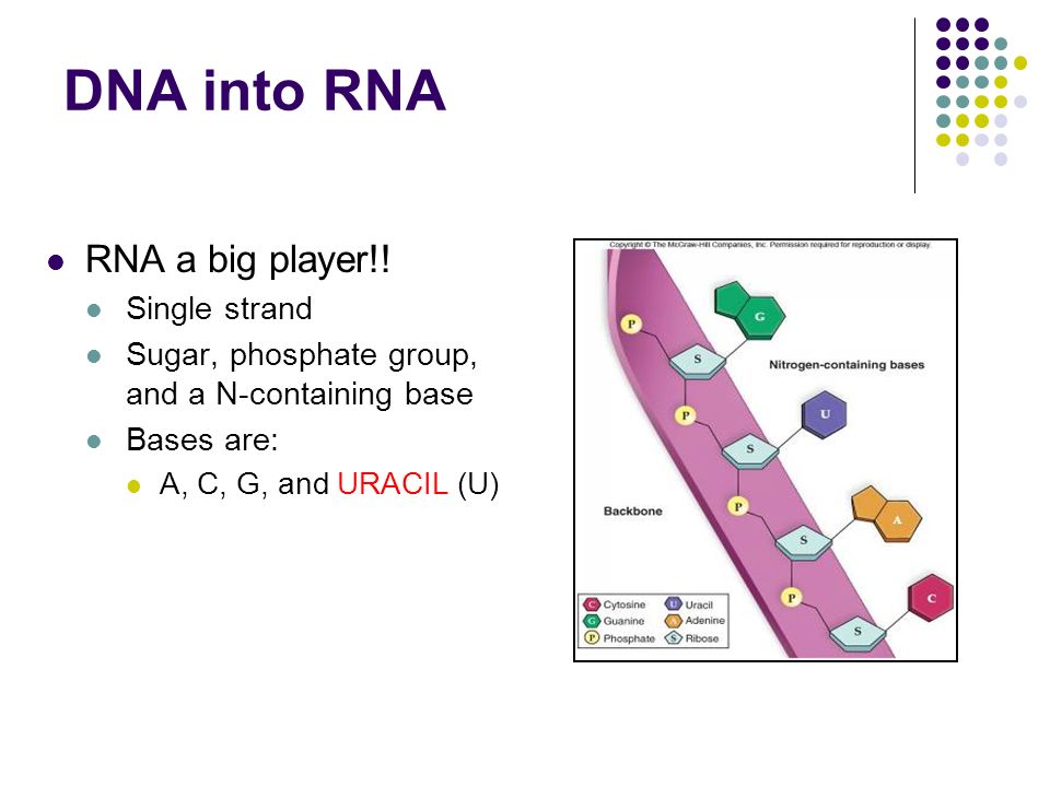 DNA into RNA RNA a big player!.