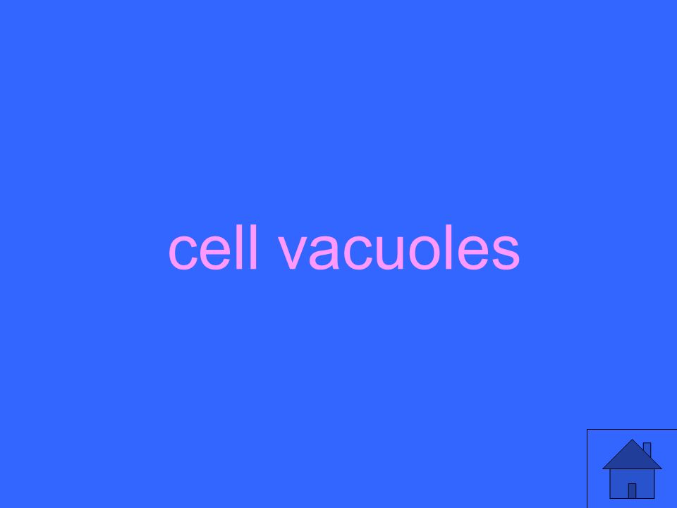 cell vacuoles
