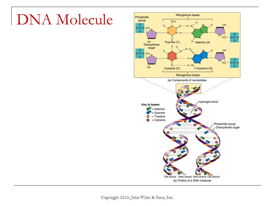Copyright 2010, John Wiley & Sons, Inc. DNA Molecule