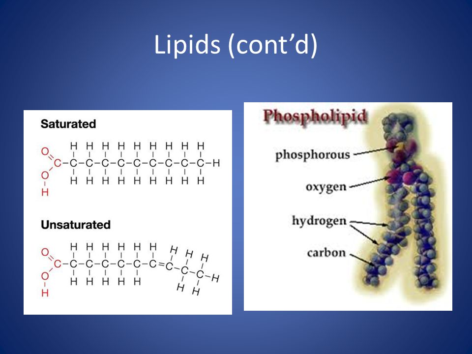 Lipids (cont’d)